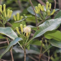 Syzygium aromaticum (L.) Merr. & L.M.Perry